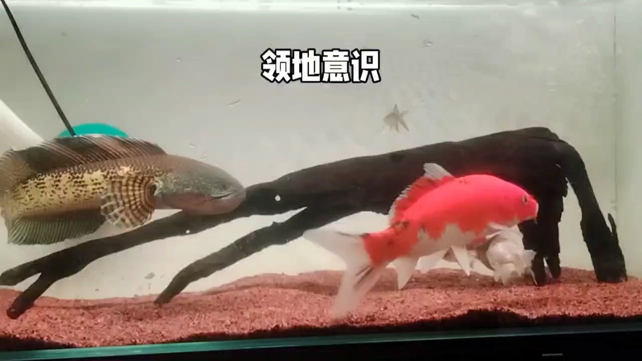 養蛇一定要給它配個沙包魚，培養他的領地意識[huaixiao] 養蛇一定要給它配個沙包魚，培養他的領地意識[huaixiao] 龍魚論壇