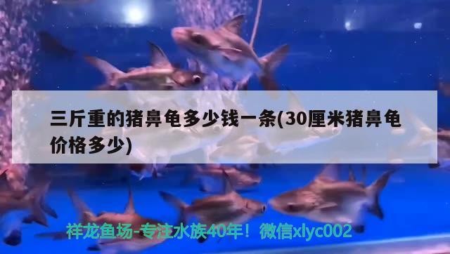 三斤重的豬鼻龜多少錢一條(30厘米豬鼻龜價格多少) 三斤重的豬鼻龜多少錢一條(30厘米豬鼻龜價格多少) 豬鼻龜百科