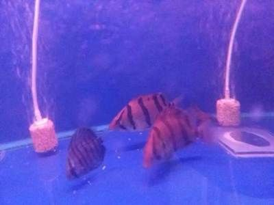 泰虎怎樣喂成球狀的：怎樣將泰虎喂養成球狀的？