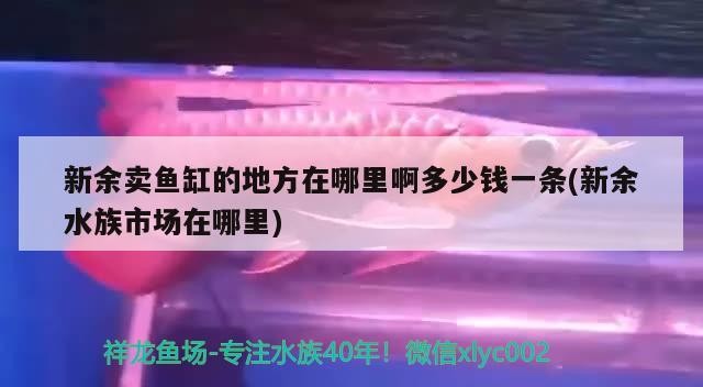 新余賣(mài)魚(yú)缸的地方在哪里啊多少錢(qián)一條(新余水族市場(chǎng)在哪里) 新余賣(mài)魚(yú)缸的地方在哪里啊多少錢(qián)一條(新余水族市場(chǎng)在哪里) 金龍魚(yú)百科