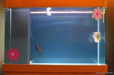 60厘米的魚(yú)缸多少錢(qián)一盆：60厘米的魚(yú)缸價(jià)格是多少？