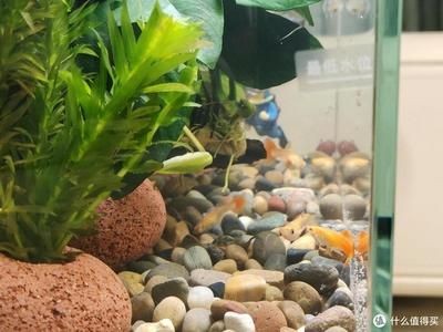 小魚未來魚缸魚會死嗎為什么（如何判斷魚缸中的魚類是否存活？）