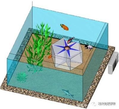 小魚未來魚缸魚會死嗎為什么（如何判斷魚缸中的魚類是否存活？）