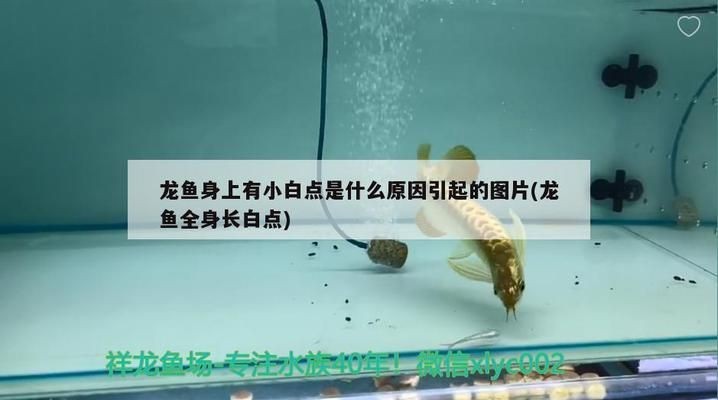 龍魚鱗上面有小白點vs祥龍魚場：龍魚小白點病因探究