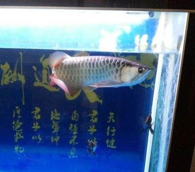 虎魚和金龍魚誰更兇：虎魚和金龍魚誰更兇,