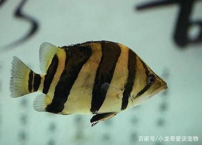 虎魚有什么特點(diǎn)：虎魚以其獨(dú)特的外形特征、生活習(xí)性、繁殖習(xí)性和飼養(yǎng)方法而聞名