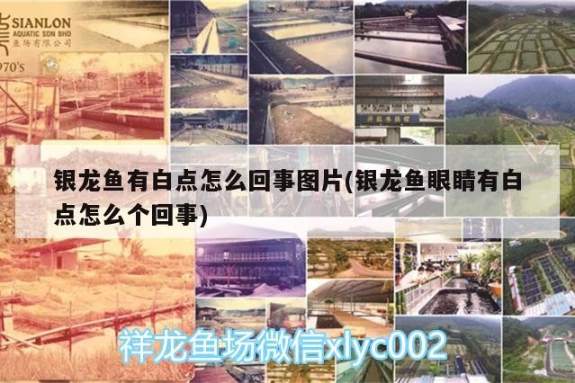 銀龍魚有白點怎么回事圖片(銀龍魚眼睛有白點怎么個回事)