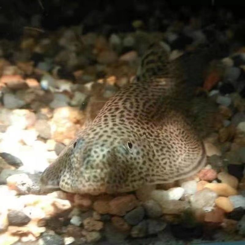貴爬魚 水中清道夫吃魚屎 排泄物[aini][aini][aini]水中清理大師