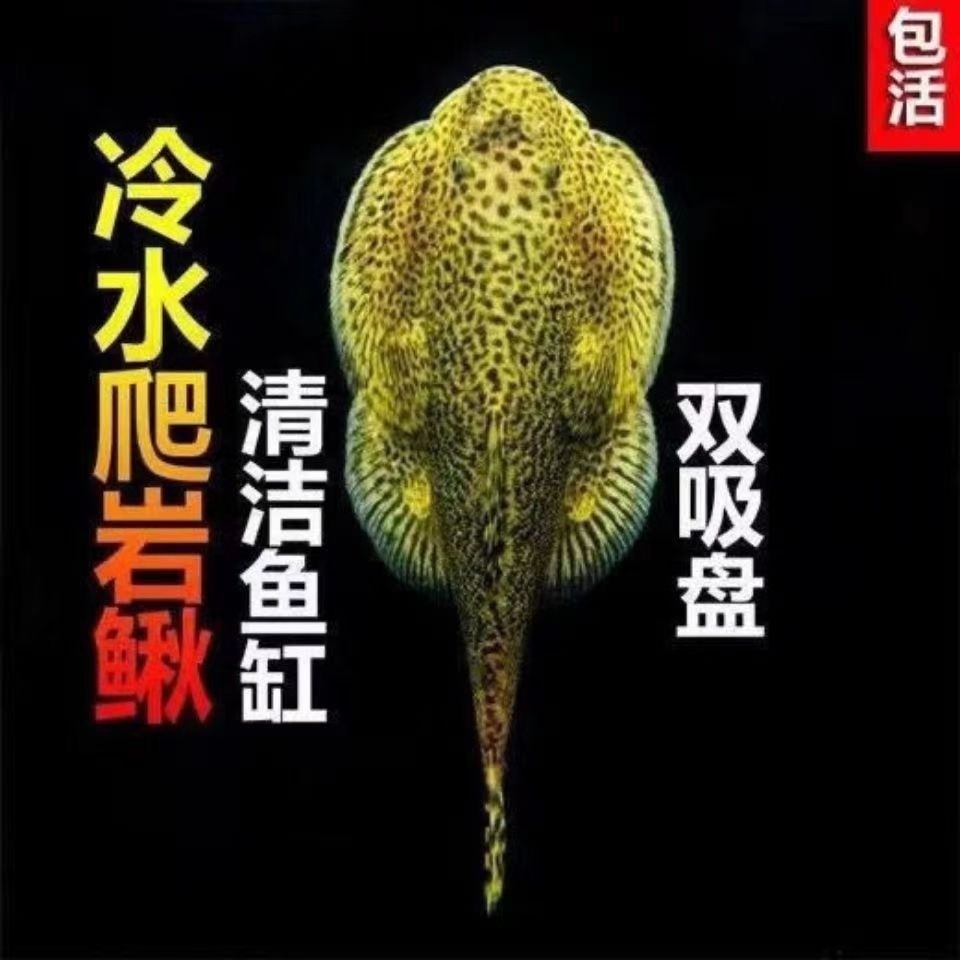 貴爬魚 水中清道夫吃魚屎 排泄物[aini][aini][aini]水中清理大師