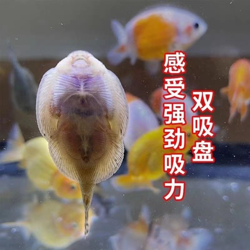 貴爬魚 水中清道夫吃魚屎 排泄物[aini][aini][aini]水中清理大師