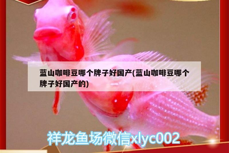 藍(lán)山咖啡豆哪個牌子好國產(chǎn)(藍(lán)山咖啡豆哪個牌子好國產(chǎn)的)