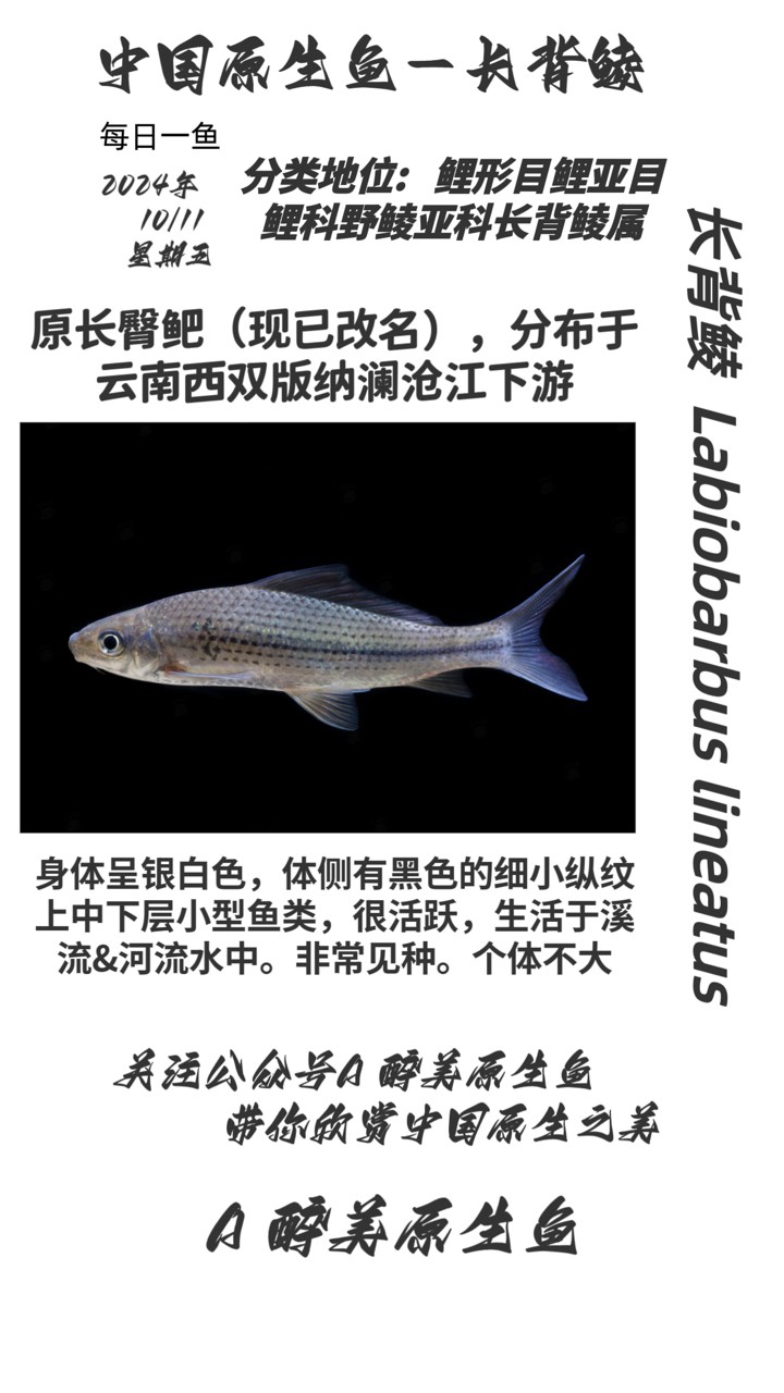龍魚怕什么 長背鯪 龍魚論壇 長背鯪 長背鯪 龍魚論壇