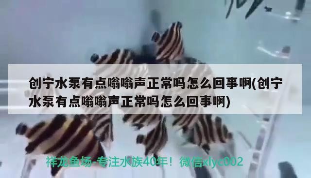 創寧水泵有點嗡嗡聲正常嗎怎么回事啊(創寧水泵有點嗡嗡聲正常嗎怎么回事啊) 創寧水泵有點嗡嗡聲正常嗎怎么回事啊(創寧水泵有點嗡嗡聲正常嗎怎么回事啊) 創寧水族