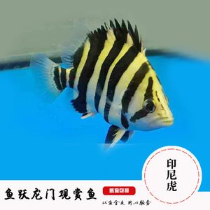 雜紋虎魚能長多大：雜紋虎魚能長到30厘米左右，雜紋虎魚能長多大 雜紋虎魚能長多大：雜紋虎魚能長到30厘米左右，雜紋虎魚能長多大 虎魚百科 第2張