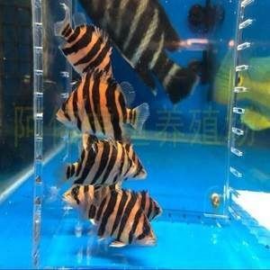 雜紋虎魚能長多大：雜紋虎魚能長到30厘米左右，雜紋虎魚能長多大 雜紋虎魚能長多大：雜紋虎魚能長到30厘米左右，雜紋虎魚能長多大 虎魚百科 第3張