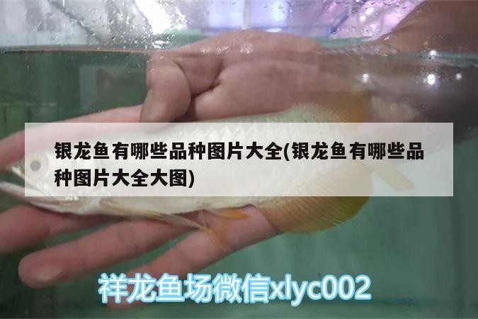 銀龍魚有哪些品種圖片大全(銀龍魚有哪些品種圖片大全大圖)