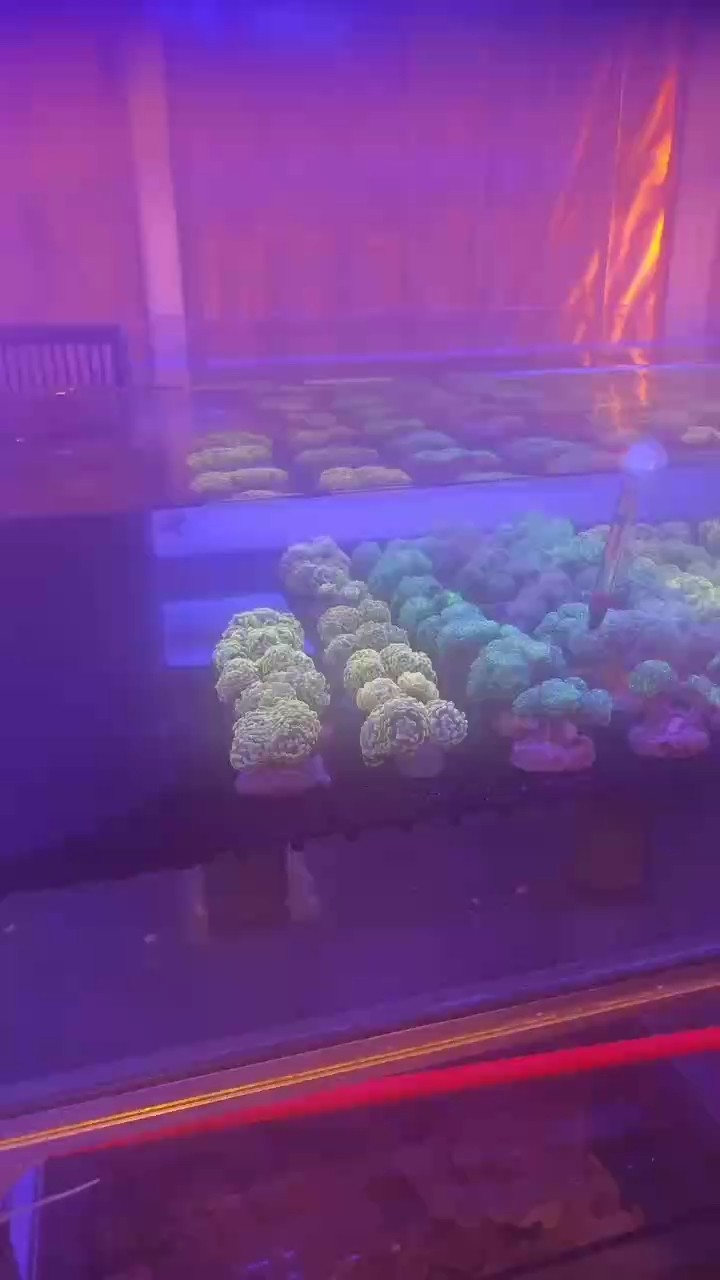 榔頭 榔頭 龍魚論壇