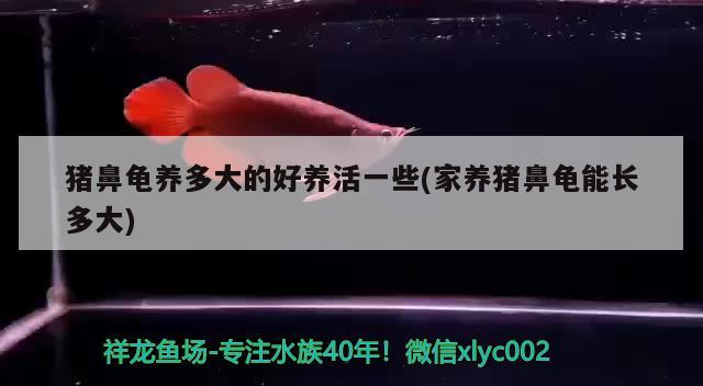 豬鼻龜養(yǎng)多大的好養(yǎng)活一些(家養(yǎng)豬鼻龜能長(zhǎng)多大)