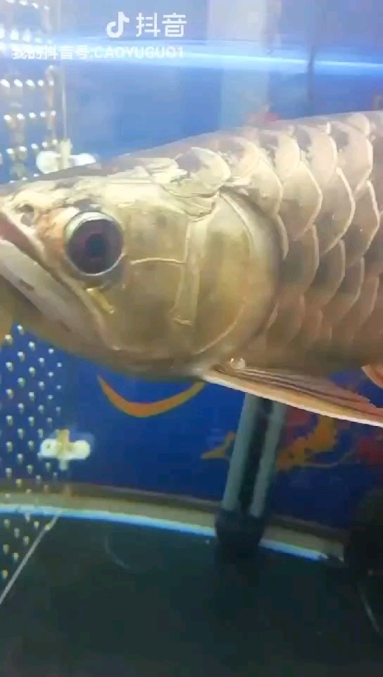 分享快樂生活 分享快樂生活 龍魚論壇