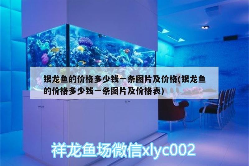 銀龍魚的價格多少錢一條圖片及價格(銀龍魚的價格多少錢一條圖片及價格表) 銀龍魚的價格多少錢一條圖片及價格(銀龍魚的價格多少錢一條圖片及價格表) 銀龍魚百科