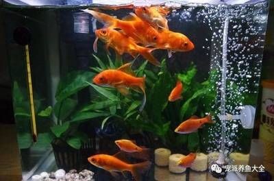 缸魚或魟魚