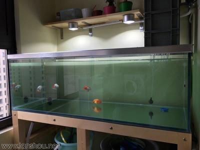 缸魚或魟魚