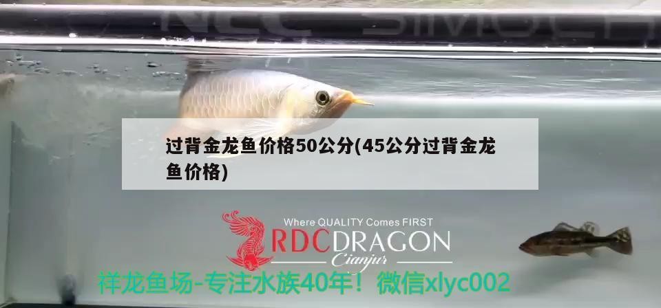 過背金龍魚價格50公分(45公分過背金龍魚價格) 過背金龍魚價格50公分(45公分過背金龍魚價格) 金龍魚百科