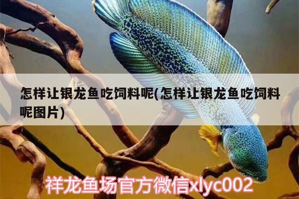 怎樣讓銀龍魚吃飼料呢(怎樣讓銀龍魚吃飼料呢圖片)