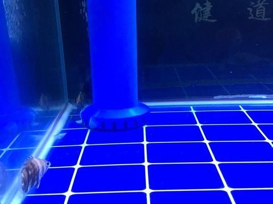 紅龍魚在魚缸里亂撞怎么回事啊：如何改善魚缸水質，紅龍魚魚缸布置建議 紅龍魚在魚缸里亂撞怎么回事啊：如何改善魚缸水質，紅龍魚魚缸布置建議 紅龍魚百科 第4張