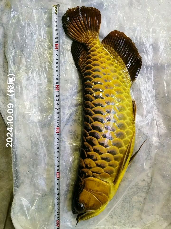 修修更完美[deyi][deyi][deyi] 修修更完美[deyi][deyi][deyi] 龍魚論壇