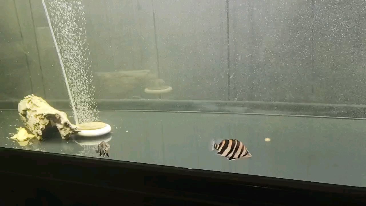 生龍活虎