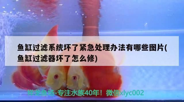 可麗愛魚缸到底好不好（可麗愛魚缸到底好不好用）