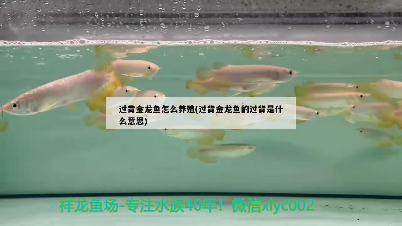 過背金龍魚怎么養(yǎng)殖(過背金龍魚的過背是什么意思) 過背金龍魚怎么養(yǎng)殖(過背金龍魚的過背是什么意思) 金龍魚百科