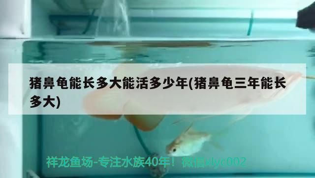 豬鼻龜能長多大能活多少年(豬鼻龜三年能長多大) 豬鼻龜能長多大能活多少年(豬鼻龜三年能長多大) 豬鼻龜百科