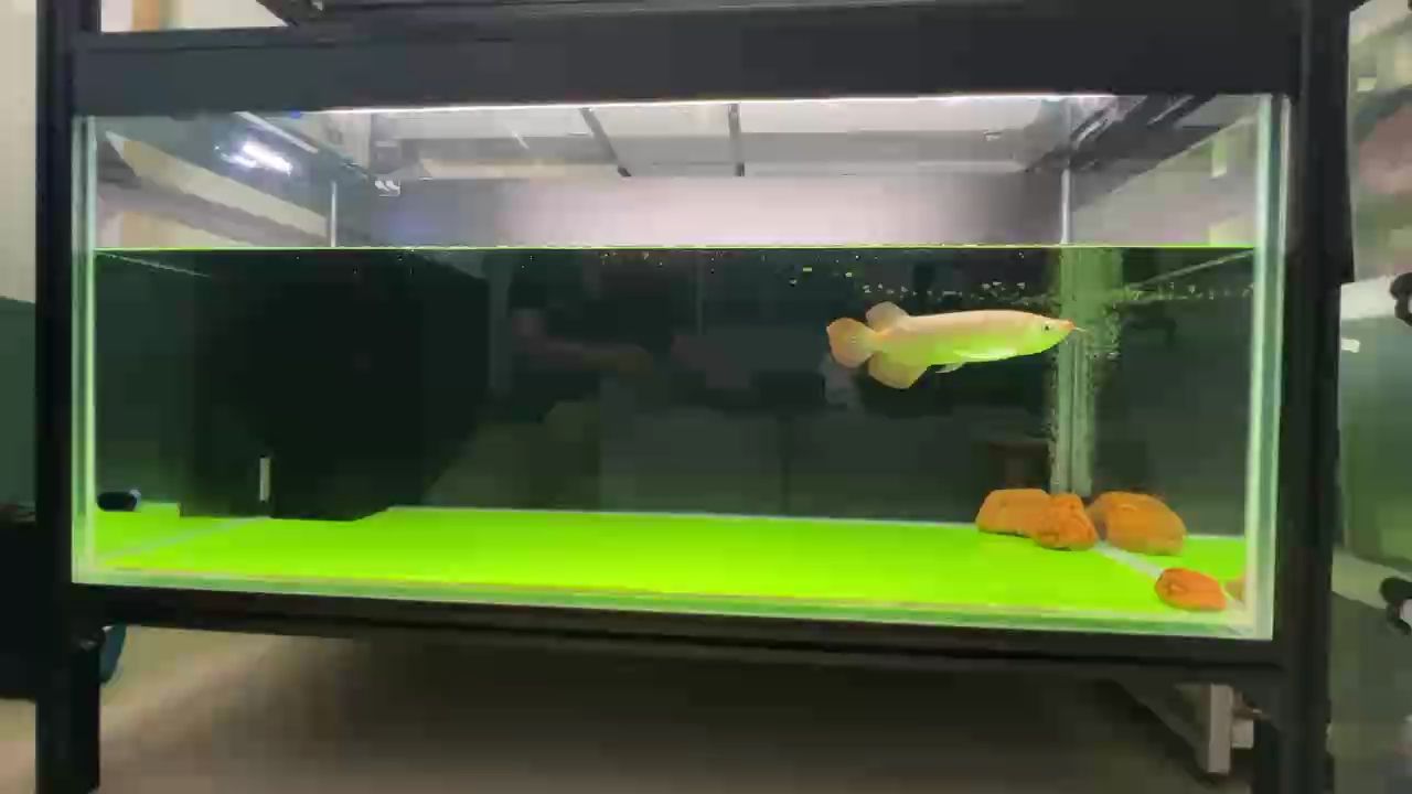 經(jīng)過(guò)兩個(gè)來(lái)星期的調(diào)整和訓(xùn)食，鯊魚(yú)仔的狀態(tài)好很多了！[ciya]