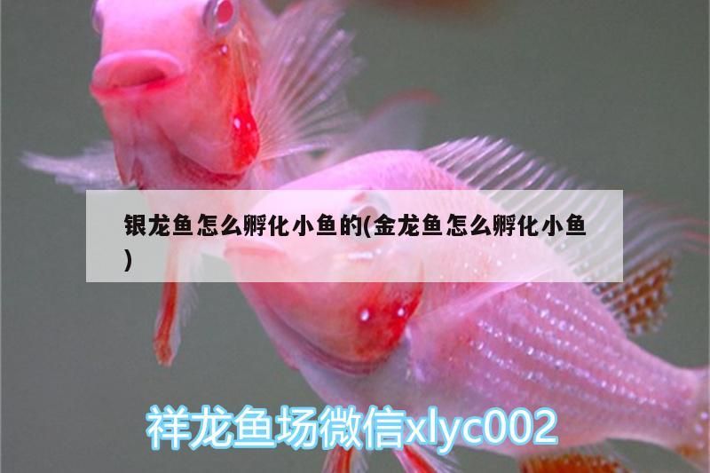 銀龍魚怎么孵化小魚的(金龍魚怎么孵化小魚) 銀龍魚怎么孵化小魚的(金龍魚怎么孵化小魚) 銀龍魚百科