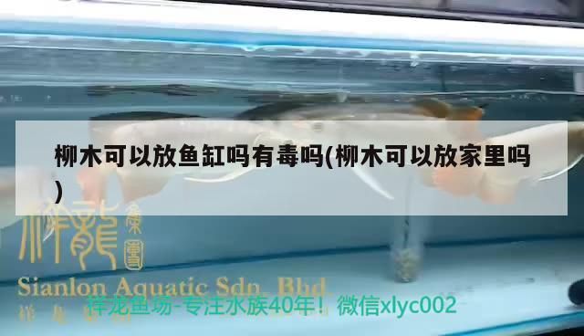 柳木可以放魚缸嗎有毒嗎(柳木可以放家里嗎)