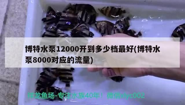 博特水泵12000開到多少檔最好(博特水泵8000對應的流量)