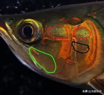 紅龍魚知識：紅龍魚市場價格趨勢紅龍魚繁殖技巧分享紅龍魚市場價格趨勢
