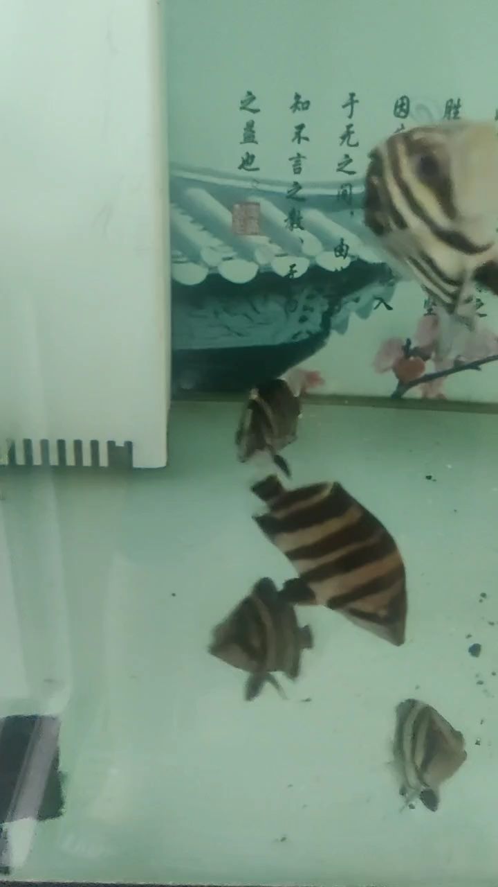 小小蘇虎 小小蘇虎 龍魚論壇