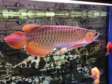 紅龍魚翹頭紅龍胸鰭：紅龍魚翹頭角度標準