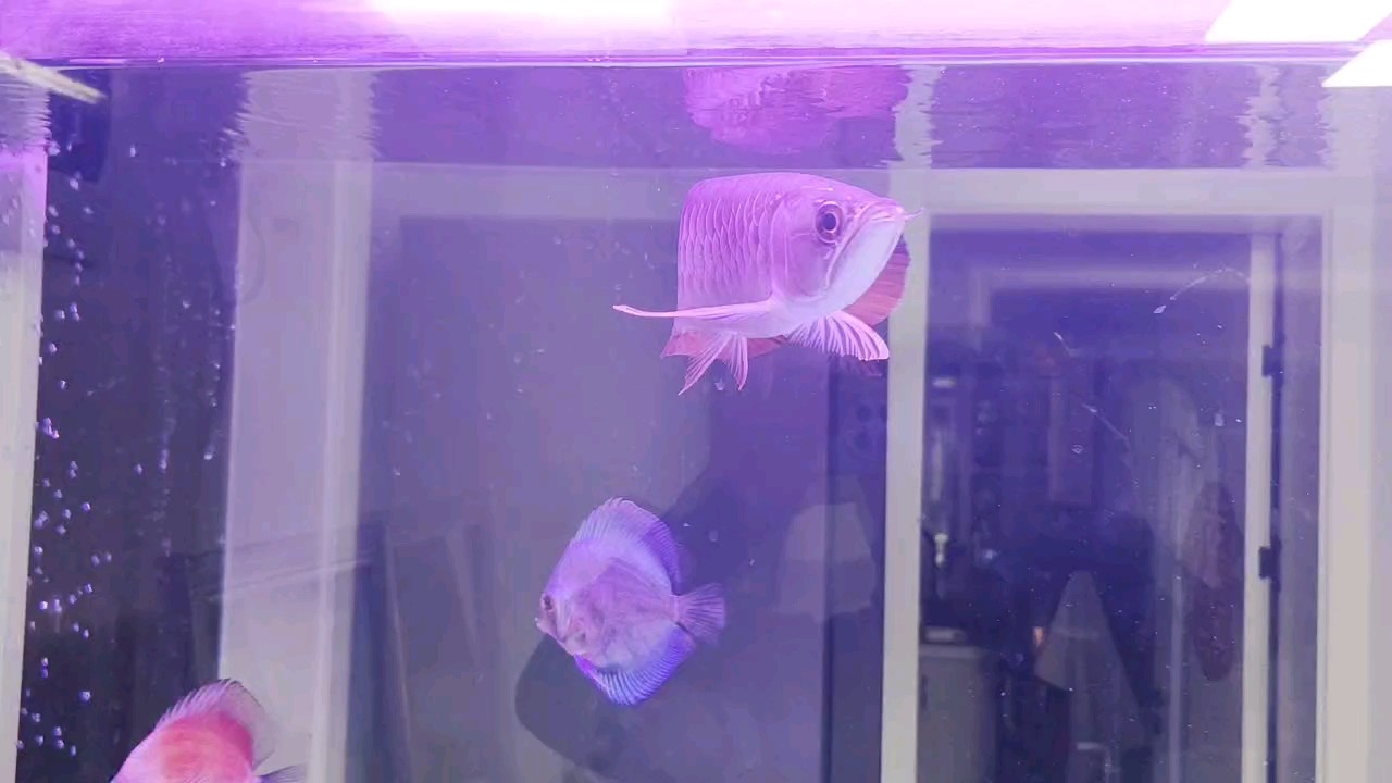 看魚[aini] 看魚[aini] 龍魚論壇