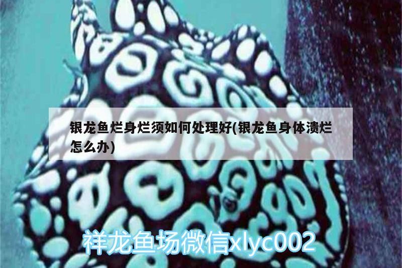 魚藥 銀龍魚爛身爛須如何處理好(銀龍魚身體潰爛怎么辦) 銀龍魚百科 銀龍魚爛身爛須如何處理好(銀龍魚身體潰爛怎么辦) 銀龍魚爛身爛須如何處理好(銀龍魚身體潰爛怎么辦) 銀龍魚百科