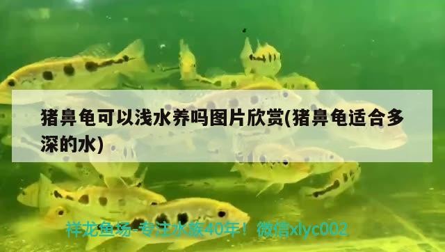 豬鼻龜可以淺水養嗎圖片欣賞(豬鼻龜適合多深的水)