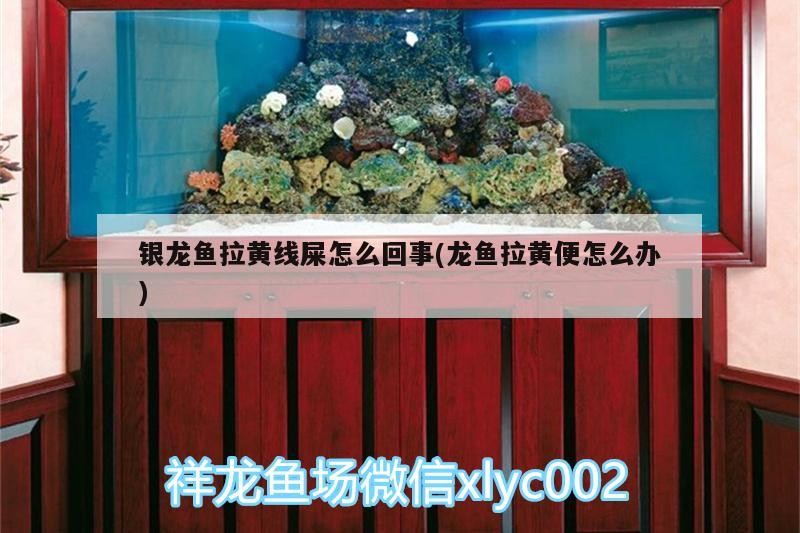 銀龍魚拉黃線屎怎么回事(龍魚拉黃便怎么辦)
