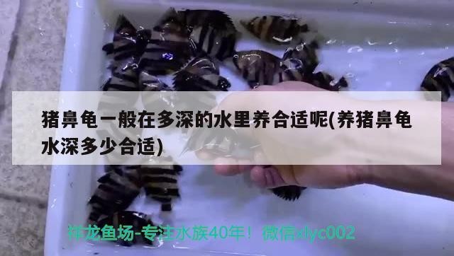 魚缸過濾器選購指南:自制魚缸過濾器魚缸上置過濾器對于養魚愛好者的必備知識 豬鼻龜一般在多深的水里養合適呢(養豬鼻龜水深多少合適) 豬鼻龜百科 豬鼻龜一般在多深的水里養合適呢(養豬鼻龜水深多少合適) 豬鼻龜一般在多深的水里養合適呢(養豬鼻龜水深多少合適) 豬鼻龜百科