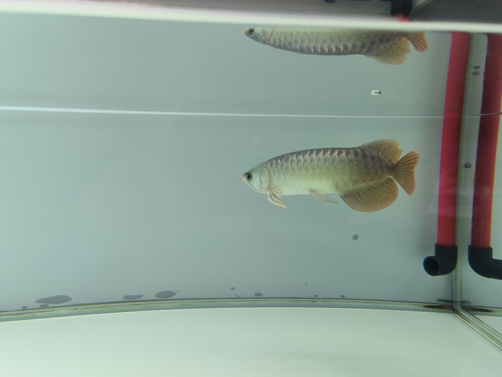 御龍國際燈架1.7米，6700k 飛利浦840在路上