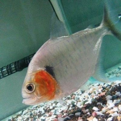 虎魚單養好還是混養好：虎魚單養好還是混養好，