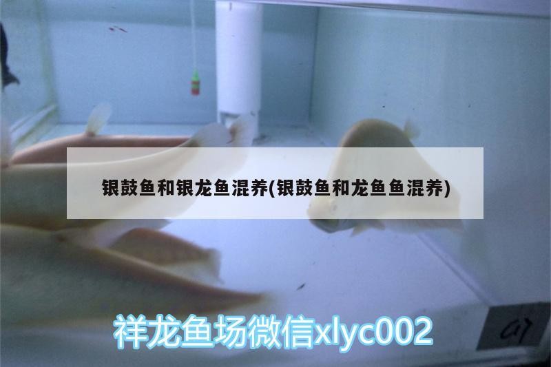 銀鼓魚和銀龍魚混養(銀鼓魚和龍魚魚混養)