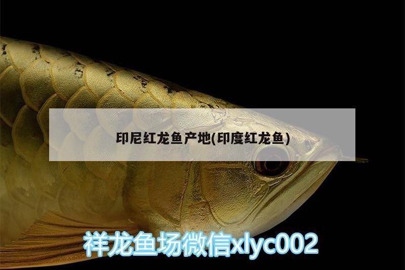 印尼紅龍魚產(chǎn)地(印度紅龍魚)